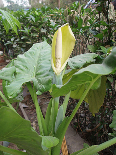 Alocasia macrorrhizos